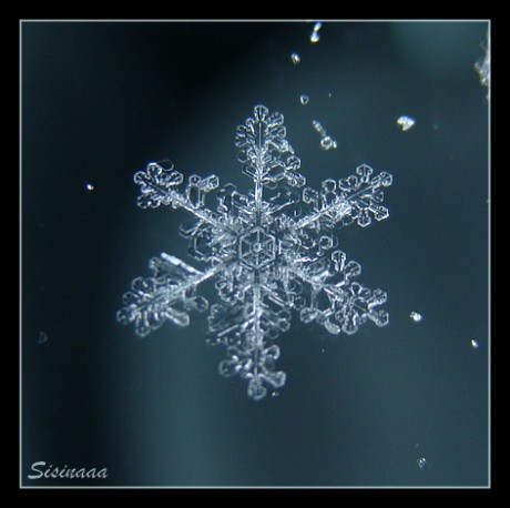 Vločka - Ledový dendrit